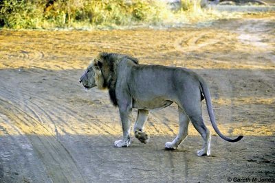Lion, Samburu 010918