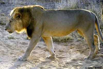 Lion, Samburu 010927