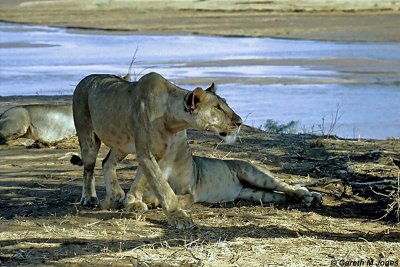 Lion, Samburu 020129
