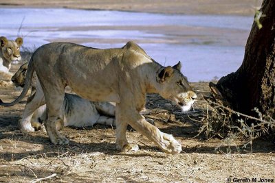 Lion, Samburu 020130