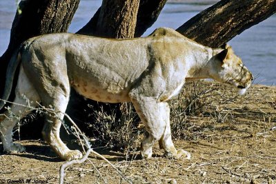 Lion, Samburu 020132