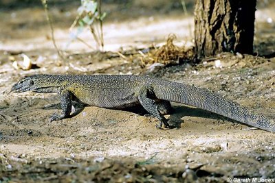 Monitor Lizard, Samburu 020522