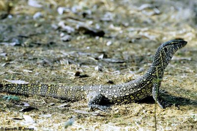 Nile Monitor Lizard and other Reptiles