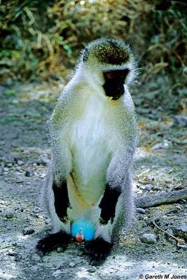Vervet Monkey, Nakuru 030408