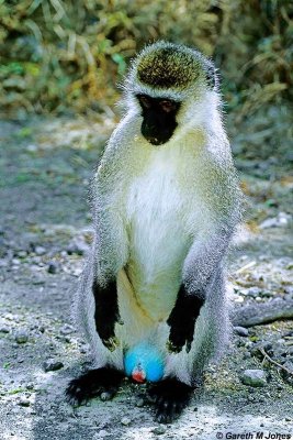 Vervet Monkey, Nakuru 030409