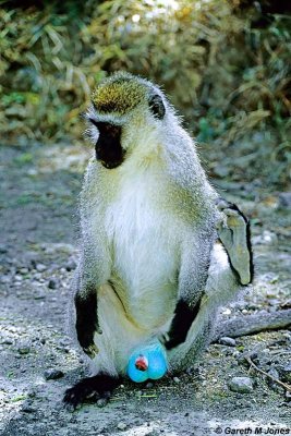 Vervet Monkey, Nakuru 030410