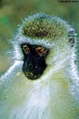 Vervet Monkey, Nakuru 030415