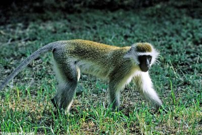 Vervet Monkey, Samburu 010425