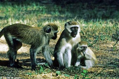 Vervet Monkey, Samburu 010427
