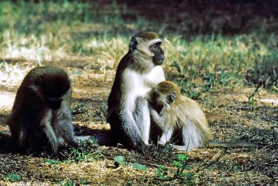 Vervet Monkey, Samburu 010428