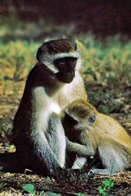 Vervet Monkey, Samburu 010431