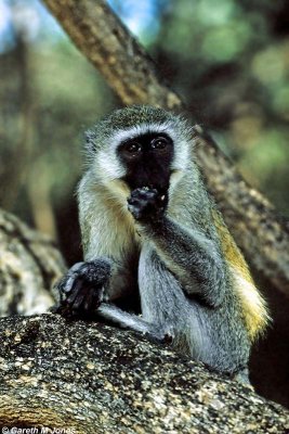 Vervet Monkey, Samburu 010434