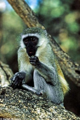 Vervet Monkey, Samburu 010435