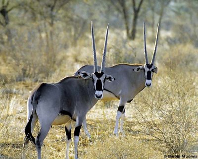 Oryx, Samburu 010301