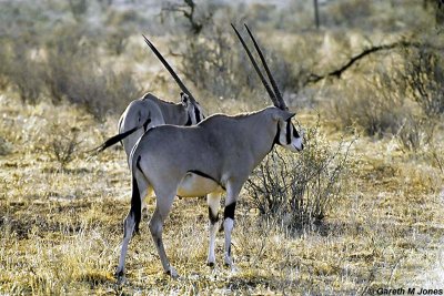 Oryx, Samburu 010303