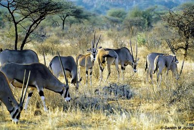 Oryx, Samburu 010309