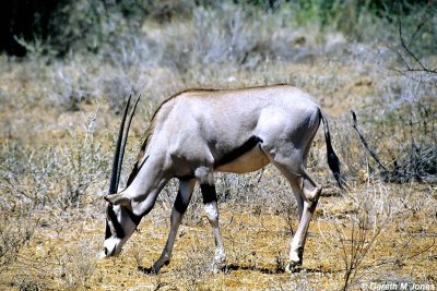 Oryx, Samburu 010728
