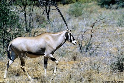 Oryx or Gemsbok, Beisa Race