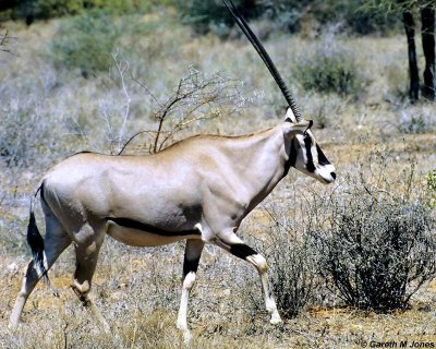 Oryx, Samburu 010731