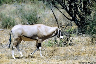 Oryx, Samburu 010735