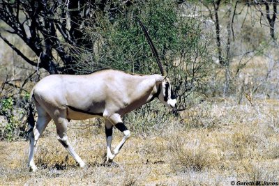 Oryx, Samburu 010736