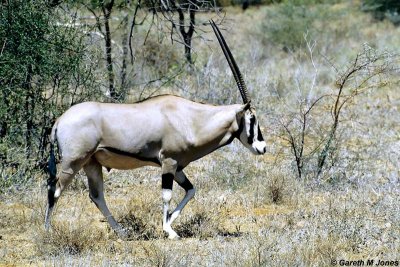 Oryx, Samburu 010737