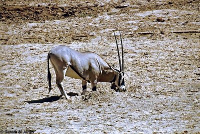 Oryx, Samburu 011103