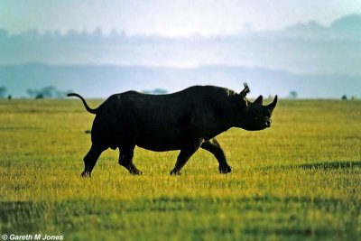 Black Rhinoceros, Nakuru 040126
