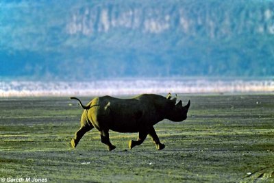 Black Rhinoceros, Nakuru 040127