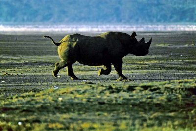 Black Rhinoceros, Nakuru 040128