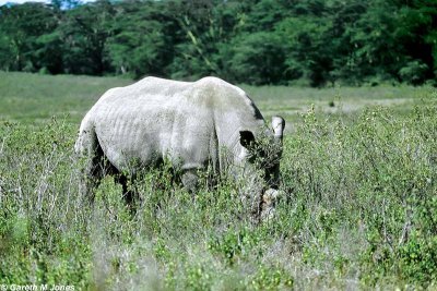 White Rhino, Nakuru 020112