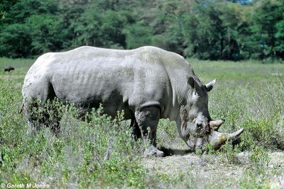 White Rhino, Nakuru 020113