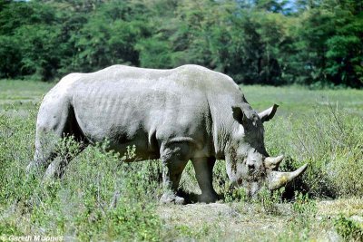 White Rhino, Nakuru 020114