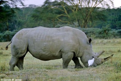 White Rhino, Nakuru 020216