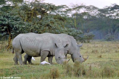 White Rhino, Nakuru 020217