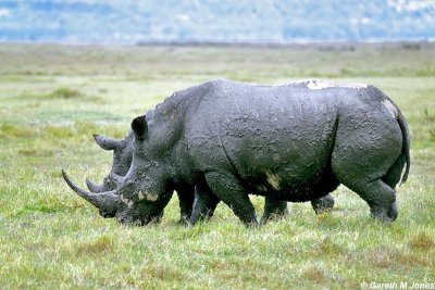 White Rhino, Nakuru 020437