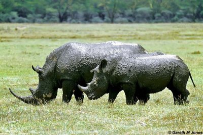 White Rhino, Nakuru 020506
