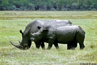 White Rhino, Nakuru 020507