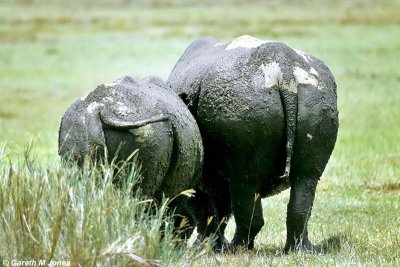 White Rhino, Nakuru 020510