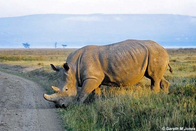 White Rhino, Nakuru 030117