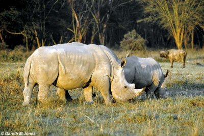 White Rhino, Nakuru 030118