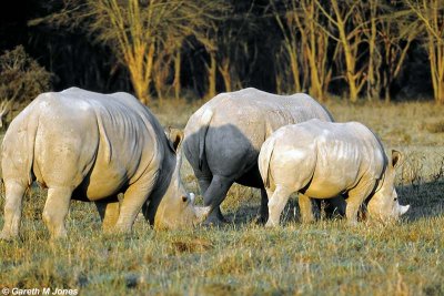 White Rhino, Nakuru 030119