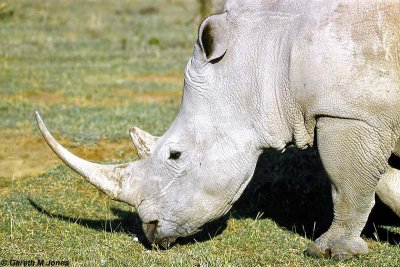 White Rhino, Nakuru 030128