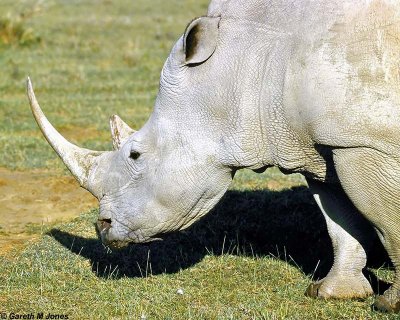 White Rhino, Nakuru 030129