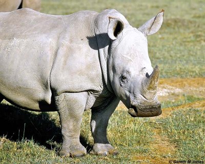 White Rhino, Nakuru 030132