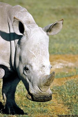 White Rhino, Nakuru 030134