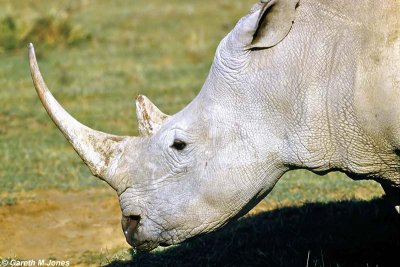 White Rhino, Nakuru 030135
