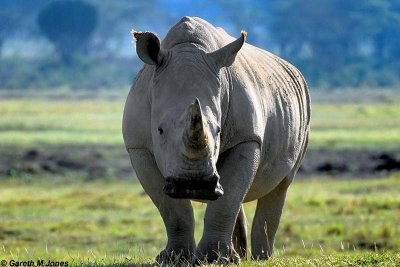 White (Square-Lipped) Rhinoceros