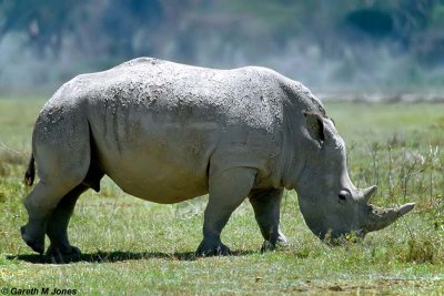 White Rhino, Nakuru 030217