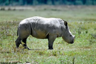 White Rhino, Nakuru 030218